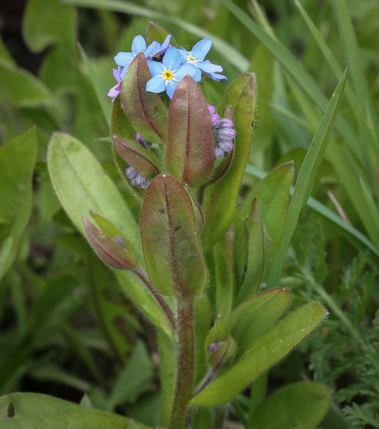 Изображение особи Myosotis palustris.