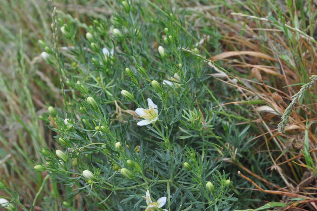 Image of Peganum harmala specimen.