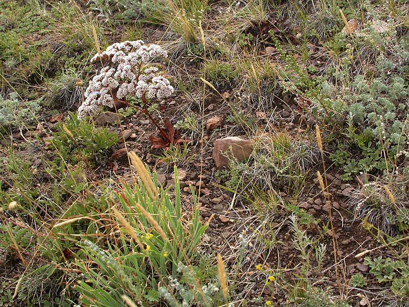 Image of Goniolimon speciosum specimen.