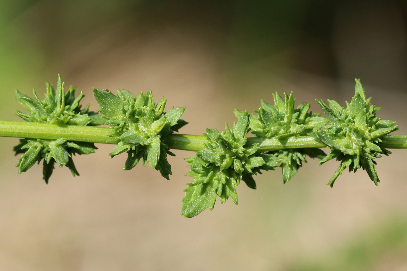 Изображение особи Atriplex calotheca.