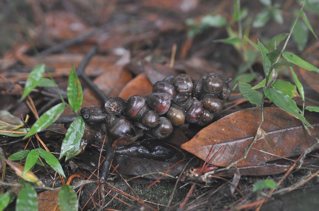 Image of genus Lithocarpus specimen.