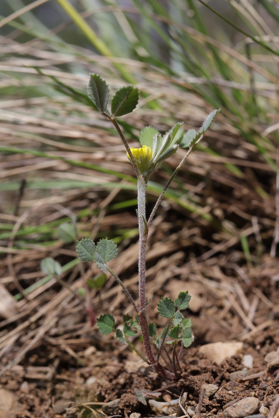 Image of Trigonella monspeliaca specimen.