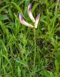 View full-size image Vicia subvillosa