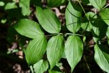 Смотреть изображение Lathyrus vernus