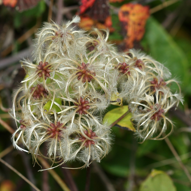 Изображение особи Clematis vitalba.