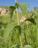 View full-size image Stachys germanica