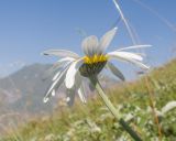 View full-size image Anthemis melanoloma