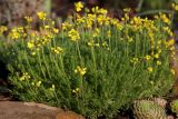 Смотреть изображение Draba bruniifolia