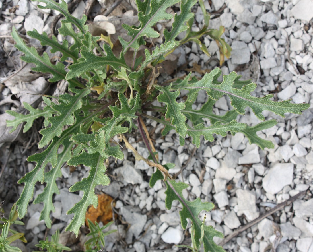 Image of Erucastrum cretaceum specimen.