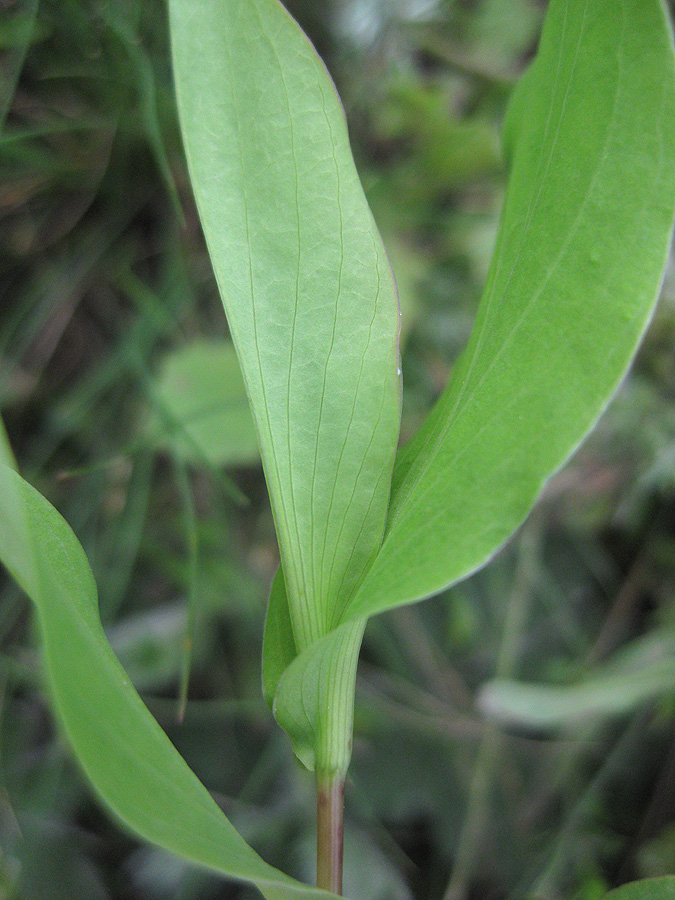 Image of Bupleurum rotundifolium specimen.