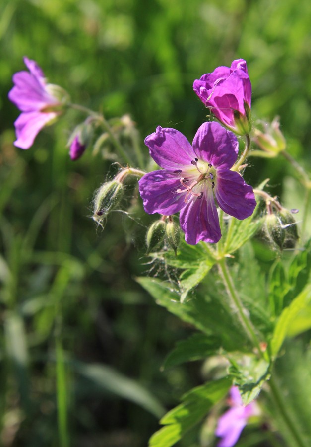 Изображение особи Geranium sylvaticum.