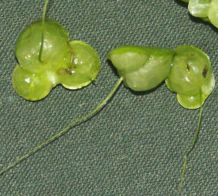 Image of Lemna gibba specimen.