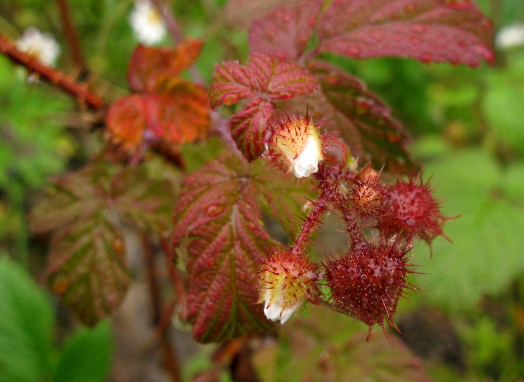 Image of Rubus matsumuranus specimen.