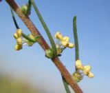 Bassia laniflora