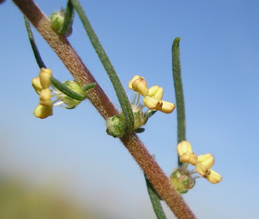 Image of Bassia laniflora specimen.