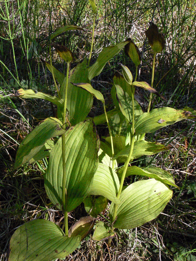 Image of Cypripedium calceolus specimen.