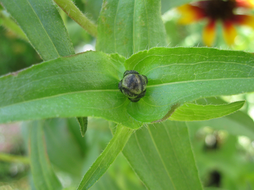 Image of Zinnia angustifolia specimen.