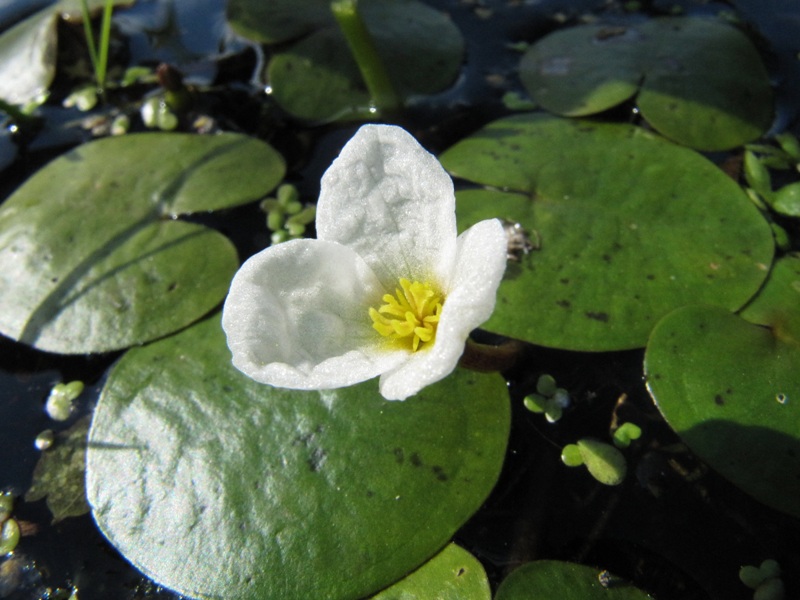 Изображение особи Hydrocharis morsus-ranae.