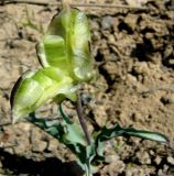 Tulipa wilsoniana. Вскрытый плод с незрелыми семенами. Копетдаг, Чули. Май 2011 г.