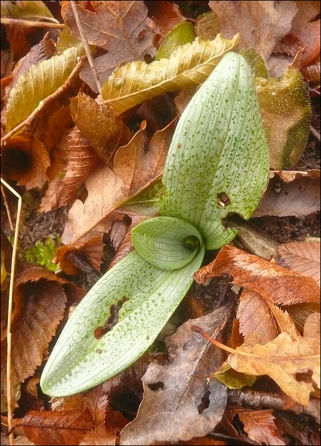 Изображение особи Ophrys oestrifera.