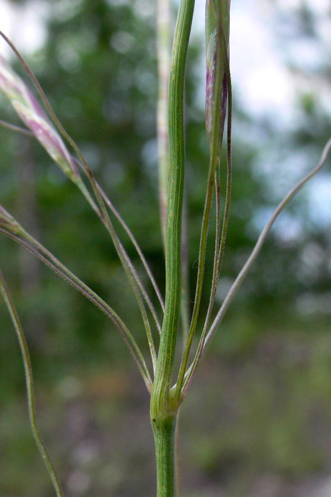 Image of Bromopsis inermis specimen.