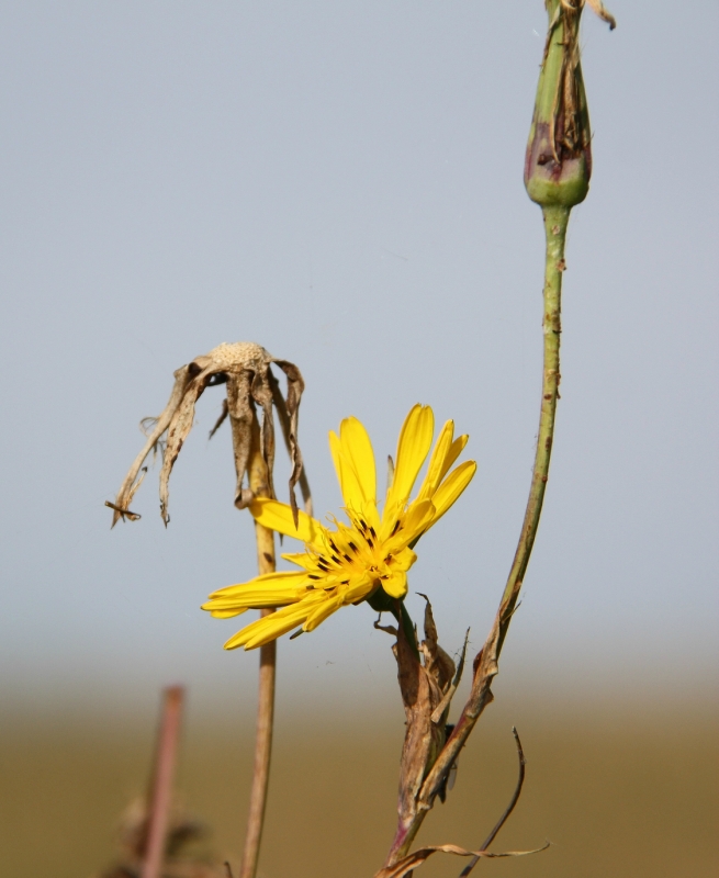 Изображение особи Tragopogon orientalis.