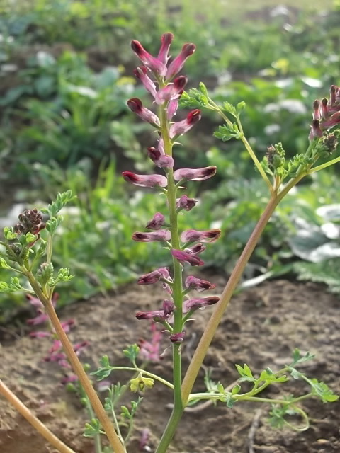 Image of Fumaria officinalis specimen.