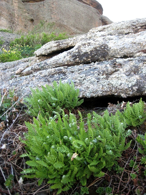 Image of Woodsia ilvensis specimen.