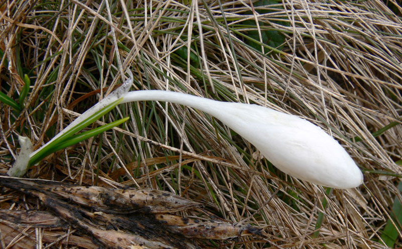 Image of Crocus heuffelianus specimen.