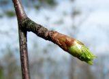 Betula pendula