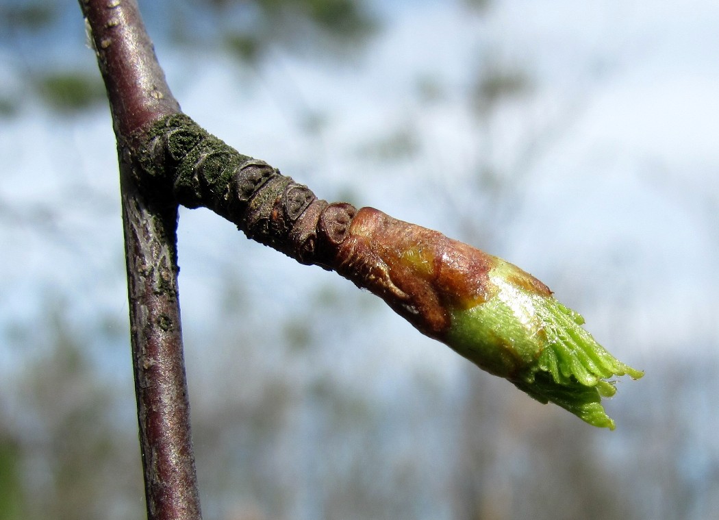 Изображение особи Betula pendula.