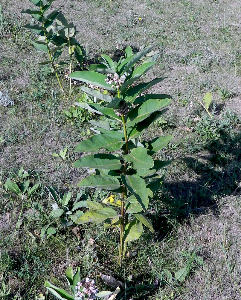 Image of Asclepias syriaca specimen.