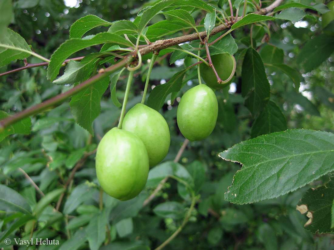 Image of Prunus cerasifera specimen.