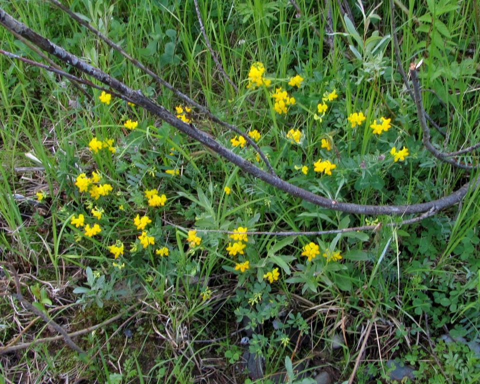 Image of Lotus peczoricus specimen.