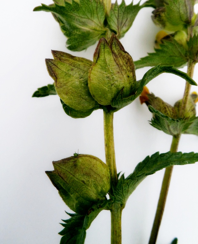 Image of Rhinanthus &times; fallax specimen.