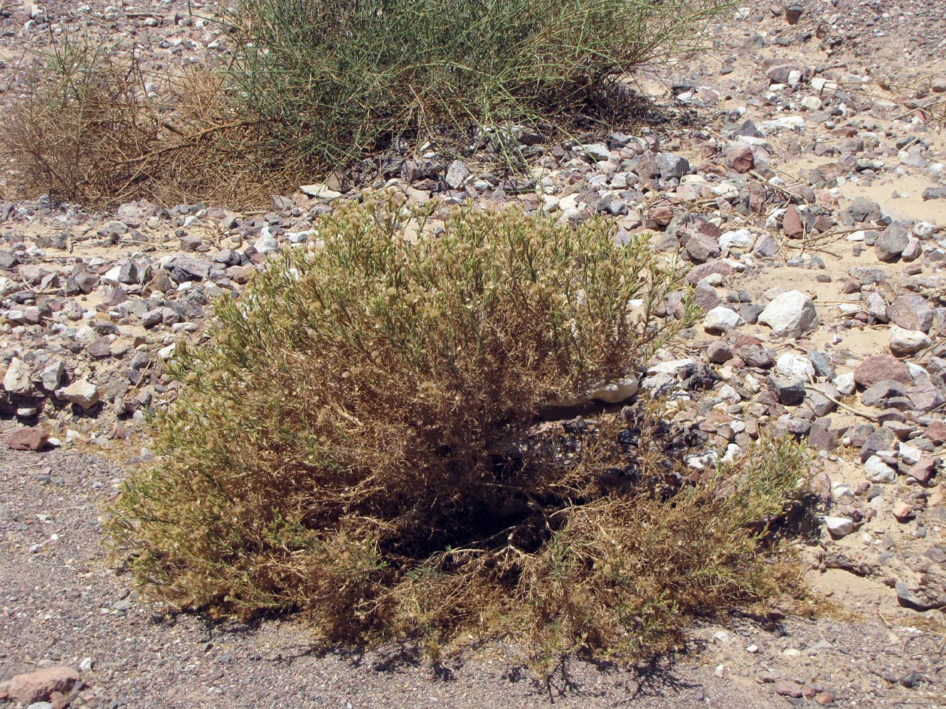 Image of Iphiona scabra specimen.