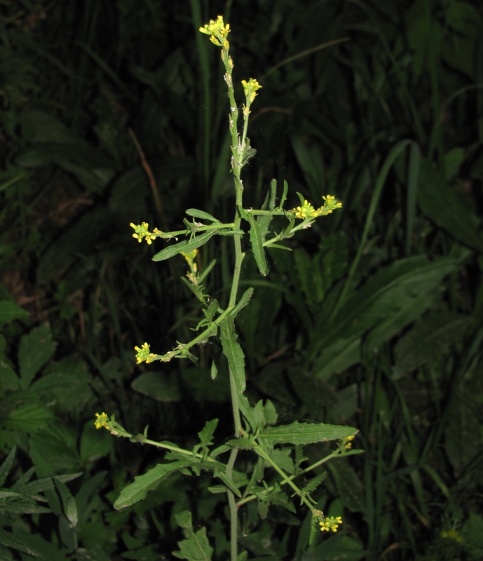 Image of Sisymbrium officinale specimen.