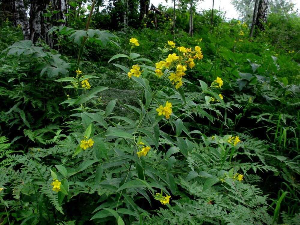 Image of Lysimachia vulgaris specimen.