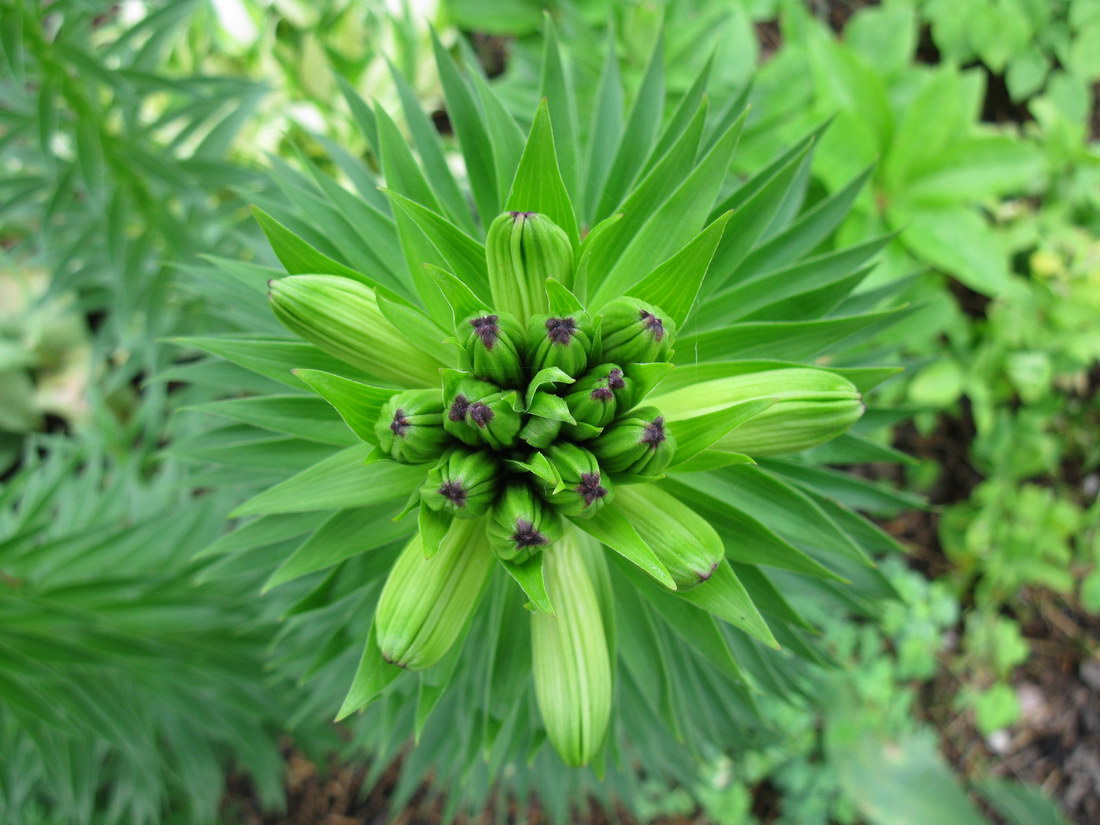 Image of Lilium monadelphum specimen.