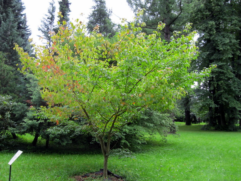 Image of Acer cissifolium specimen.