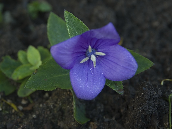 Image of Platycodon grandiflorus specimen.