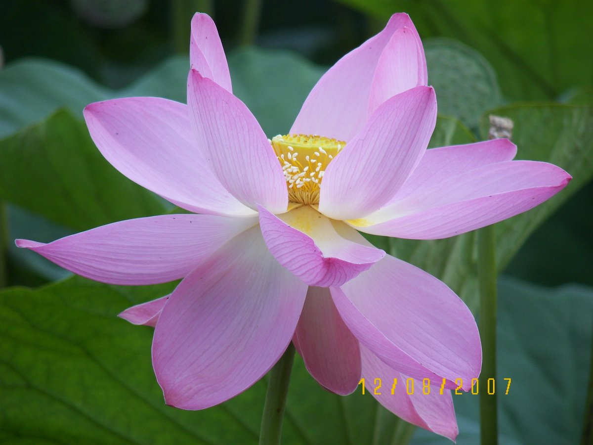 Image of Nelumbo komarovii specimen.