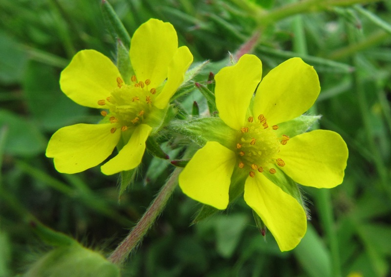 Image of Potentilla tergemina specimen.