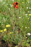 Смотреть изображение Papaver laevigatum