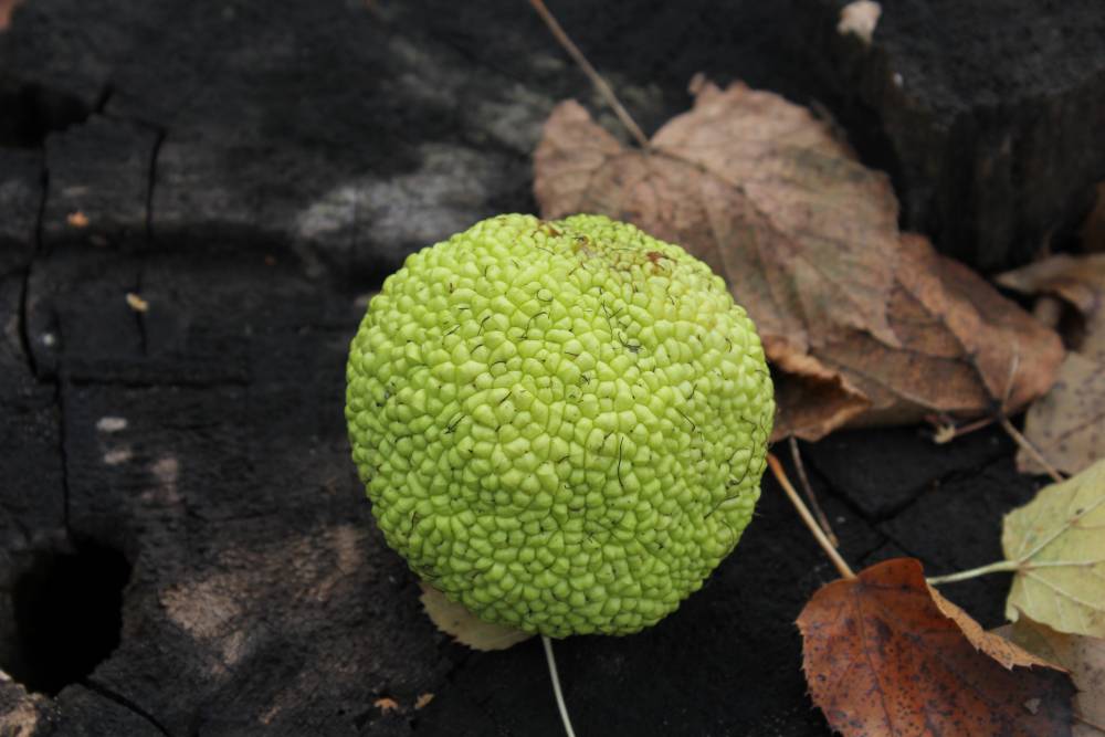 Image of Maclura pomifera specimen.