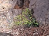 Euphorbia pachyrrhiza