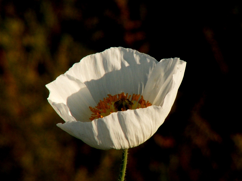 Image of Papaver amurense specimen.