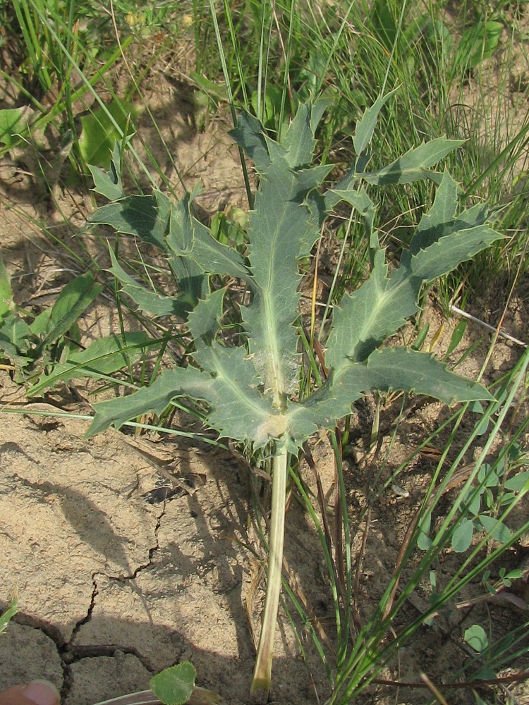 Image of Eryngium campestre specimen.