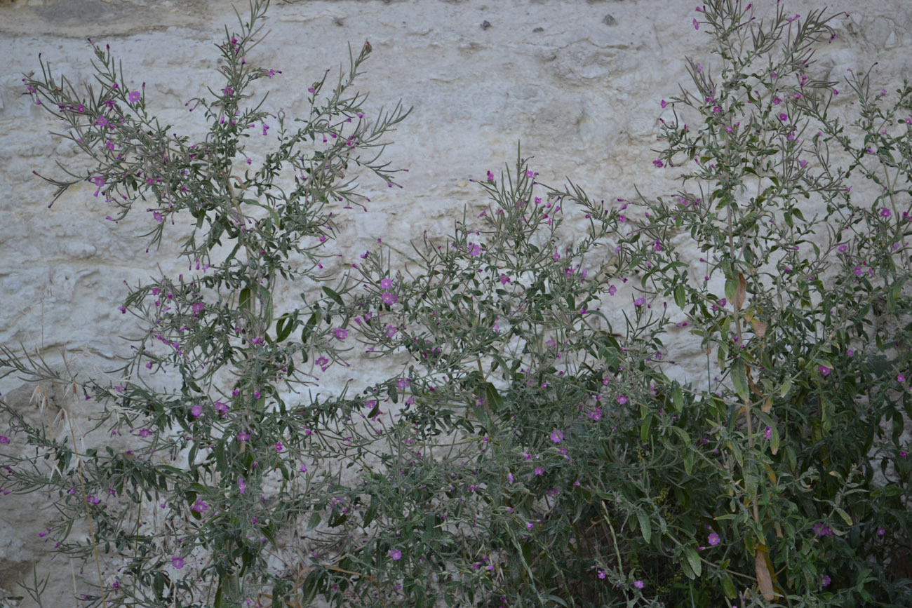 Изображение особи Epilobium hirsutum.