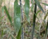 Phyllostachys viridis. Листья в средней части растения. Германия, г. Кемпен, у велосипедной дорожки. 28.03.2013.